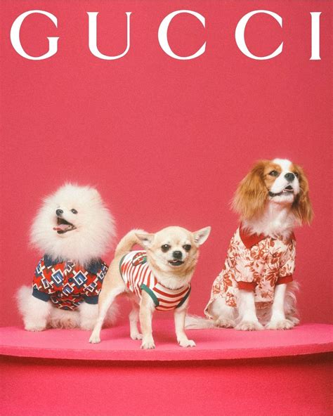 gucci biancaneve that's it pet|gucci pet collection dogs.